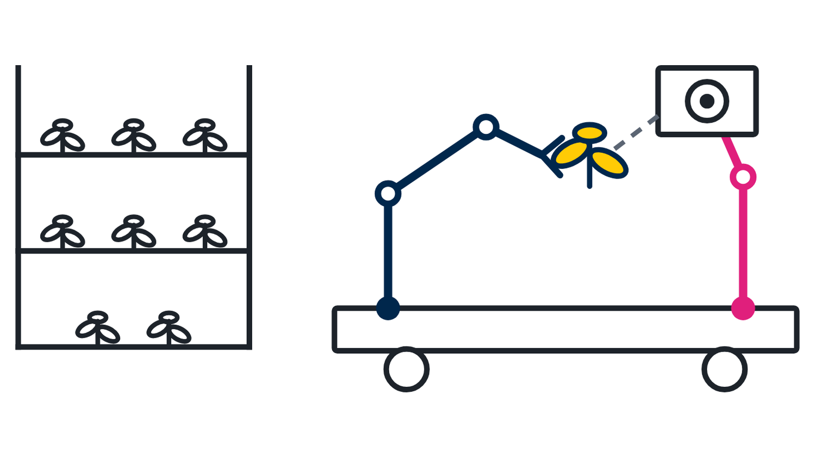 A mobile platform carrying two arms in front of a growing rack: one arm grips a plant it has taken from the shelf, the other holds a camera aimed at it